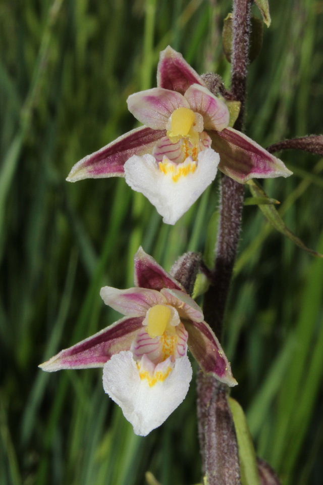 Epipactis palustris